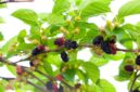 Fresh mulberry fruits on branch of mulberry tree.