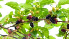 Fresh mulberry fruits on branch of mulberry tree.