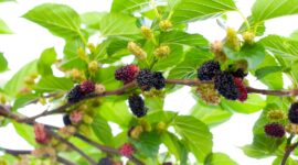 Fresh mulberry fruits on branch of mulberry tree.