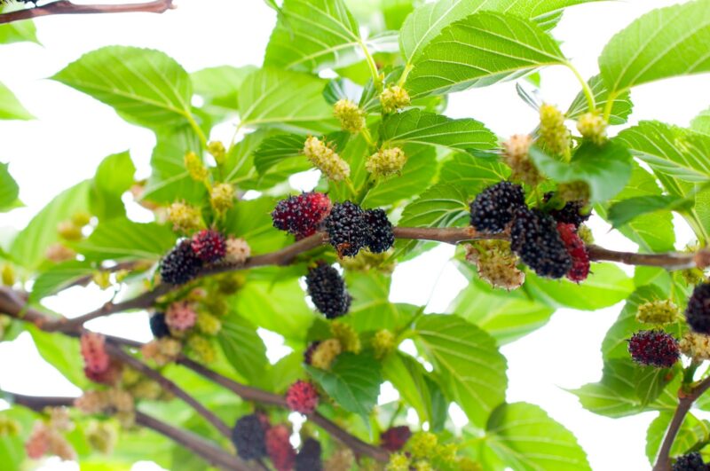 Fresh mulberry fruits on branch of mulberry tree.