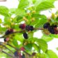 Fresh mulberry fruits on branch of mulberry tree.
