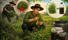 Jangan Asal Ambil Rumput! Ini Rahasia Rumput Liar Paripurna untuk Biosaka