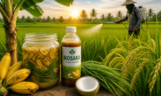 Terungkap! Rahasia Biosaka Pengisian Buah dengan Pisang yang Bikin Hasil Padi Lebih Bernas