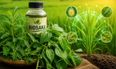 Meniran & Sirih Cina Jadi Kunci Biosaka, Ini Khasiat Dahsyatnya