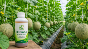 Perkembangan Melon Berbiosaka: Pertumbuhan Lebih Optimal di Usia 41 HST