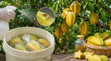 Tak Perlu Banyak Pestisida, Biosaka Bantu Kurangi Lalat Buah pada Belimbing