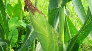 Biosaka dan Harapan Baru Petani Jagung: Dari Lahan Sehat Menuju Panen Melimpah