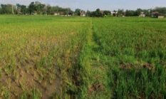 Padi Sempat Diserang Wereng, Petani Ini Bagikan Pengalaman Menggunakan Biosaka