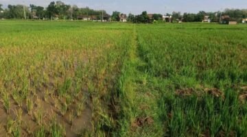 Padi Sempat Diserang Wereng, Petani Ini Bagikan Pengalaman Menggunakan Biosaka