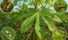 Mengapa Daun Singkong Karet Kurang Disukai Sebagian Hama?