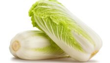 chinese cabbage isolated