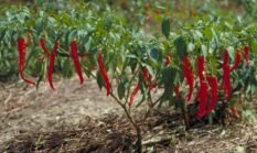 Cabai Berusia 7 Bulan Masih Rajin Berbuah, Petani Pati Bagikan Pengalaman Pakai RR dan Biosaka