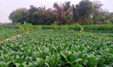 Budidaya Tembakau Berbasis Biosaka di Sragen, Petani Klaim Lebih Hemat Biaya