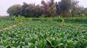 Budidaya Tembakau Berbasis Biosaka di Sragen, Petani Klaim Lebih Hemat Biaya