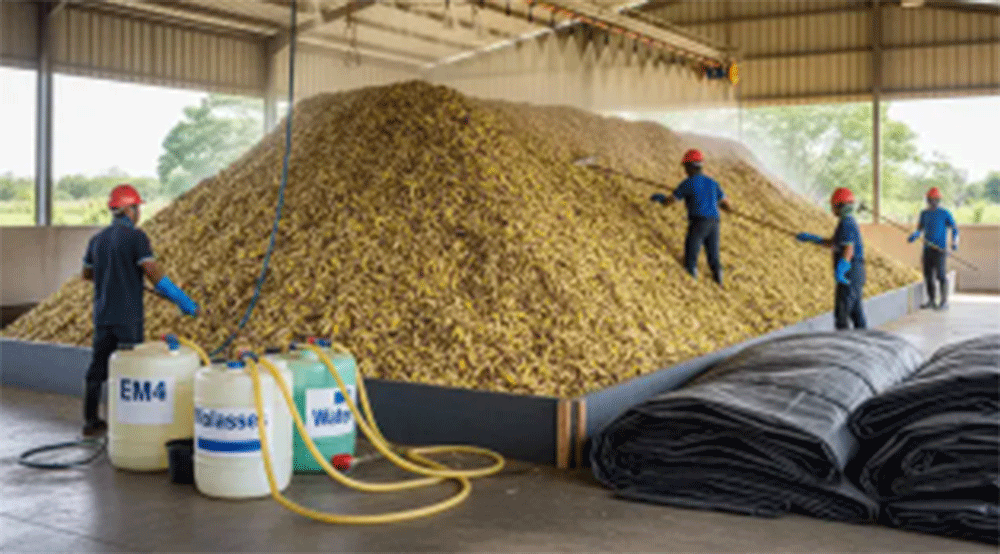 Fermentasi Kulit Pisang Skala Besar. Foto: Gemini