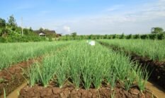 Bawang Merah 100 Persen Teknologi SAKA, Petani Ponorogo Ungkap Pola Budidaya Tanpa Pestisida dan Pupuk Kimia