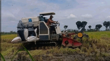 Benih Padi Rontok dari Panen Kombin Bisa Tumbuh Lagi? Ini Penjelasan Teknologi SAKA