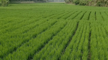 Petani Gunung Masigit Terapkan Teknologi SAKA pada Sawah, Hasil Panen Capai 7,5 Ton