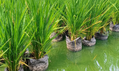 Sawah Terpal Mina Padi IP 500 Gunungkidul, Solusi Biosaka Hadapi Kemarau