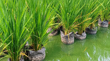 Sawah Terpal Mina Padi IP 500 Gunungkidul, Solusi Biosaka Hadapi Kemarau