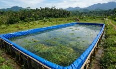 Sawah Terpal Mina Padi IP 500 Gunungkidul, Uji Coba Hemat Air dengan Biosaka