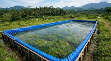 Sawah Terpal Mina Padi IP 500 Gunungkidul, Uji Coba Hemat Air dengan Biosaka